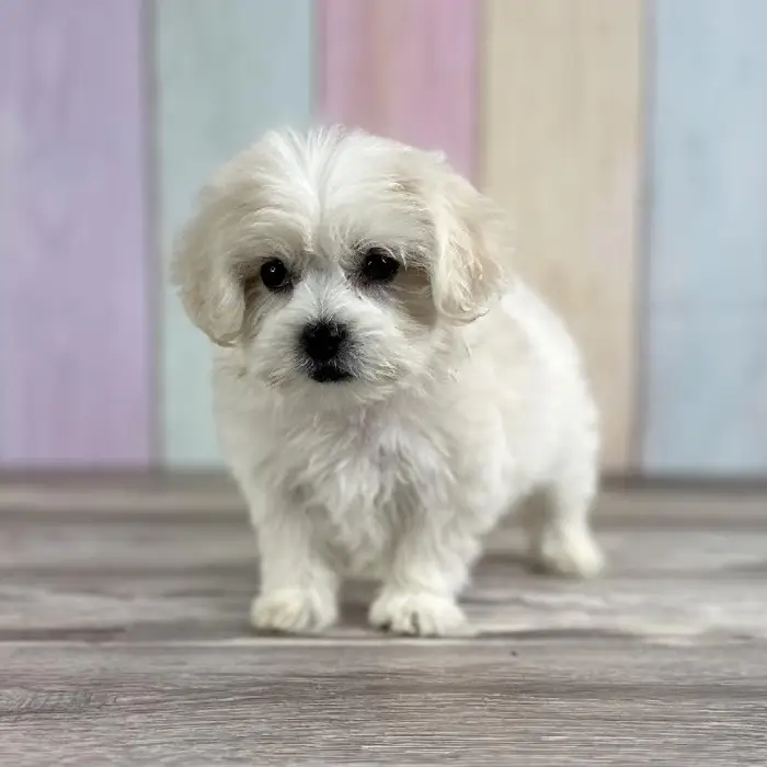 Female Shih-Chon Puppy for Sale in Indianapolis, IN