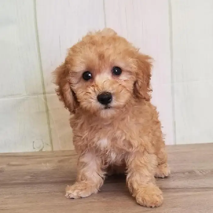 Female ShihPoo Puppy for Sale in Schererville, IN