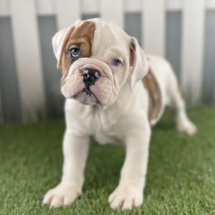 Female Victorian Bulldog Puppy for Sale in Schererville, IN