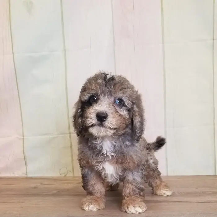 Male Miniature Goldendoodle Puppy for Sale in Schererville, IN