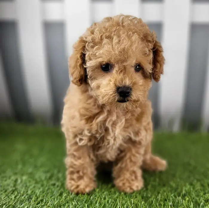 Female Toy Poodle Puppy for Sale in Schererville, IN