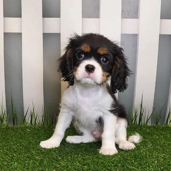 Male Cavalier King Charles Spaniel Puppy for Sale in Schererville, IN