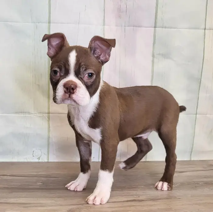Male Boston Terrier Puppy for Sale in Indianapolis, IN