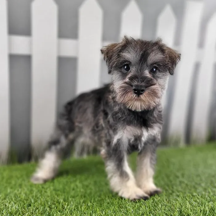 Male Miniature Schnauzer Puppy for Sale in Schererville, IN