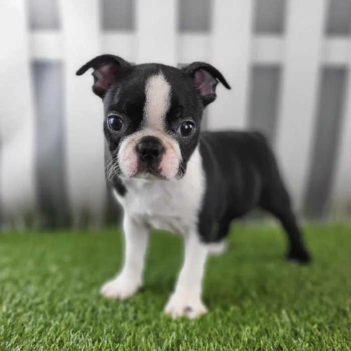 Female Boston Terrier Puppy for Sale in Schererville, IN