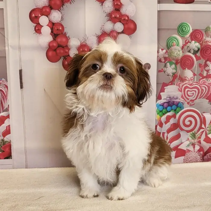 Female Shih Tzu Puppy for Sale in Schererville, IN