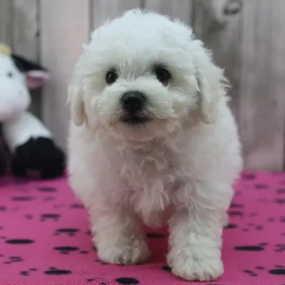 Female Bichon Frise Puppy for Sale in Schererville, IN