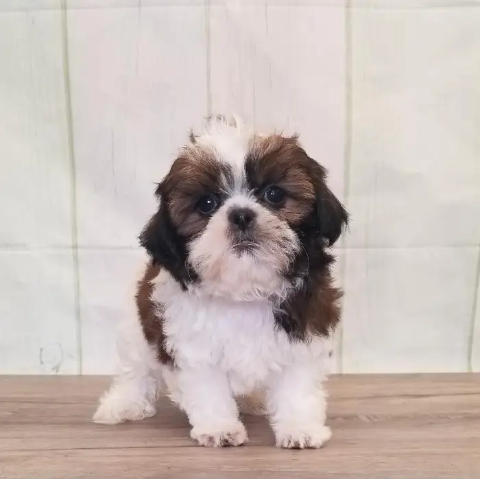 Female Shih Tzu Puppy for Sale in Schererville, IN