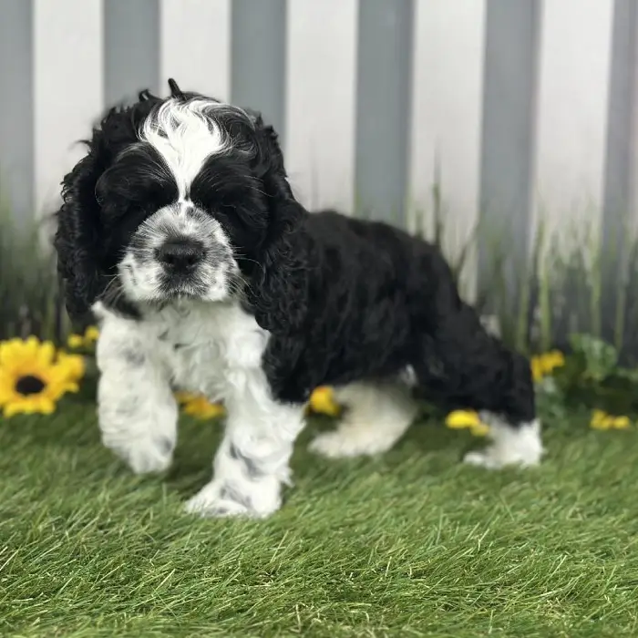 Male Cocker Spaniel Puppy for Sale in Indianapolis, IN
