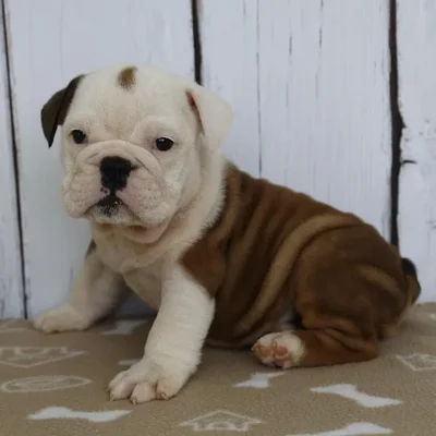 Female Victorian Bulldog Puppy for Sale in Schererville, IN