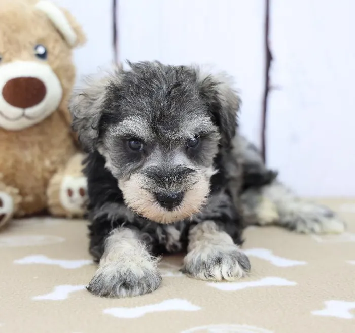 Male Miniature Schnauzer Puppy for Sale in Schererville, IN