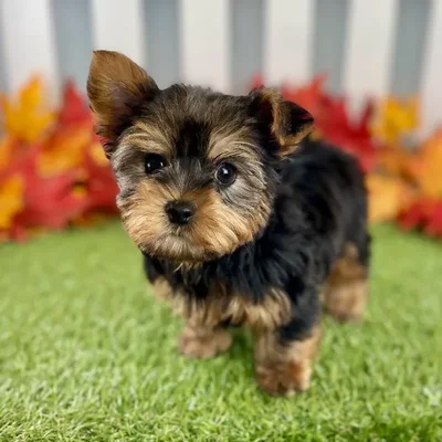Male Yorkshire Terrier Puppy for Sale in Schererville, IN