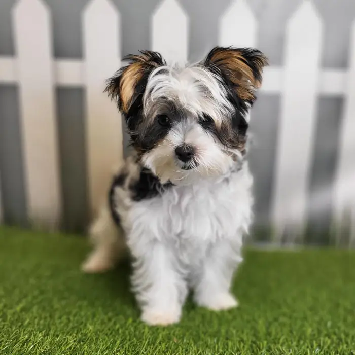 Male Morkie Puppy for Sale in Schererville, IN