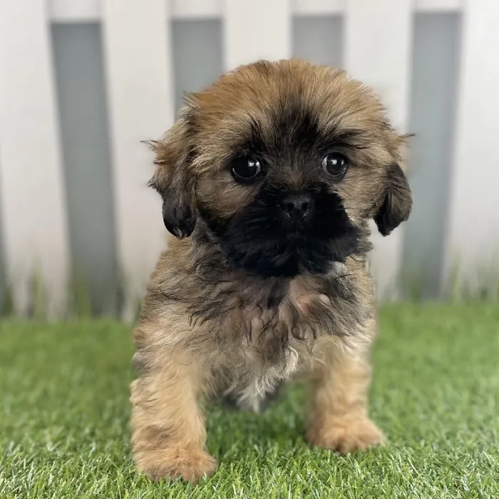 Male Lhasa Apso Puppy for Sale in Schererville, IN