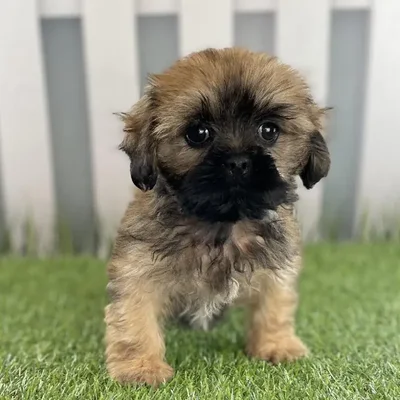 Male Lhasa Apso Puppy for Sale in Schererville, IN
