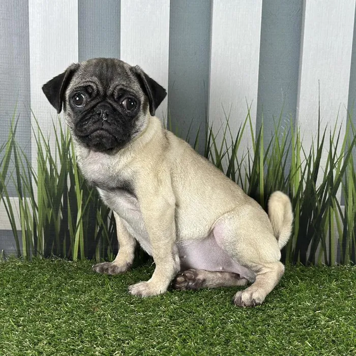 Female Pug Puppy for Sale in Schererville, IN