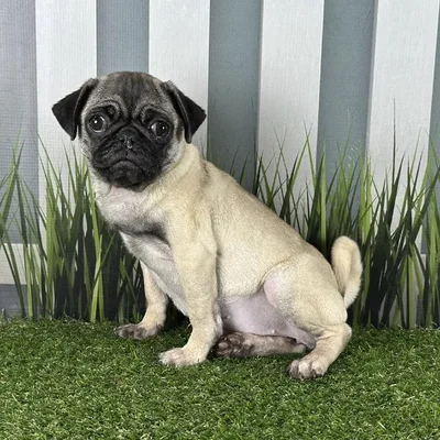 Female Pug Puppy for Sale in Schererville, IN