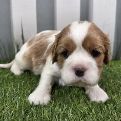 Male French Bulldog Puppy for Sale in Schererville, IN