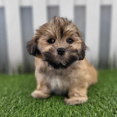 Male Lhasa Apso Puppy for Sale in Schererville, IN
