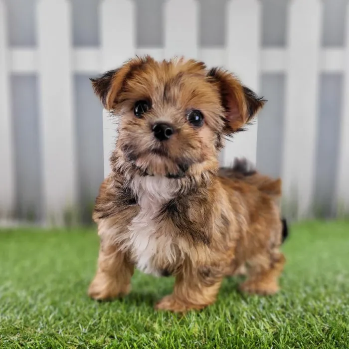 Male Morkie Puppy for Sale in Schererville, IN