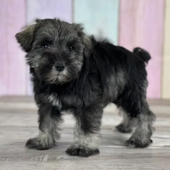 Female Miniature Schnauzer Puppy for Sale in Indianapolis, IN