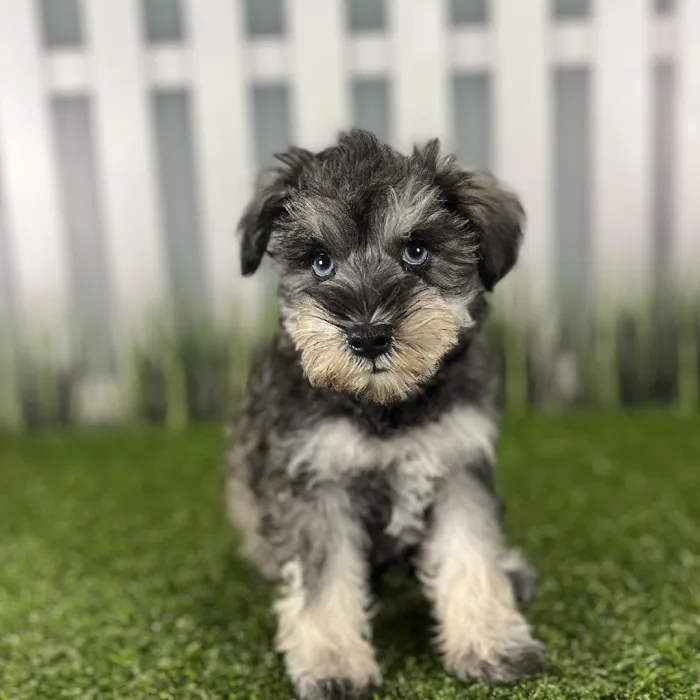 Male Miniature Schnauzer Puppy for Sale in Indianapolis, IN