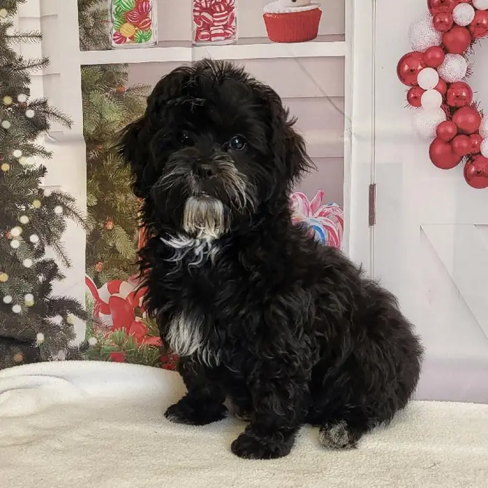 Male ShihPoo Puppy for Sale in Schererville, IN