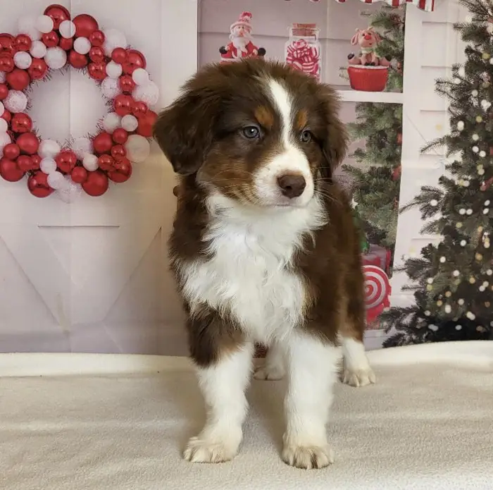 Male Australian Shepherd Puppy for Sale in Schererville, IN