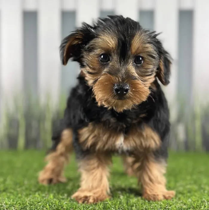 Male Yorkie-Poo Puppy for Sale in Schererville, IN
