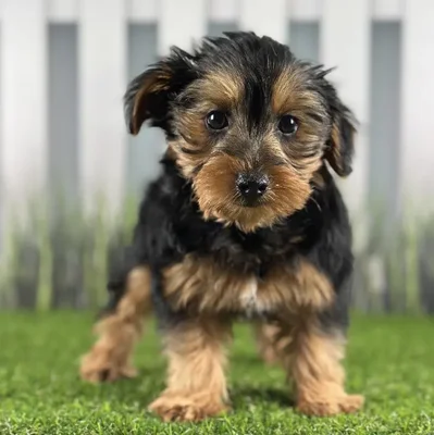 Male Yorkie-Poo Puppy for Sale in Schererville, IN