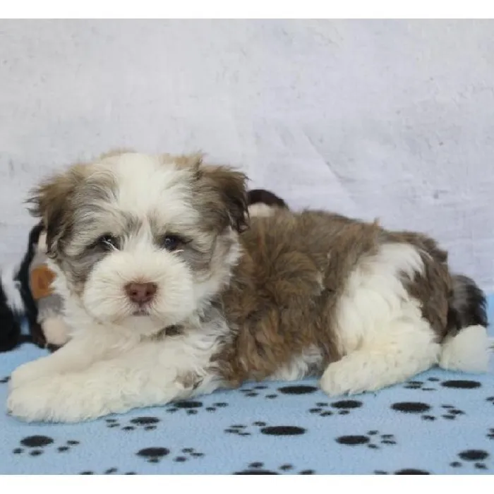Male Havanese Puppy for Sale in Schererville, IN