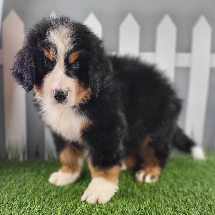 Male Bernese Mountain Dog Puppy for Sale in Schererville, IN