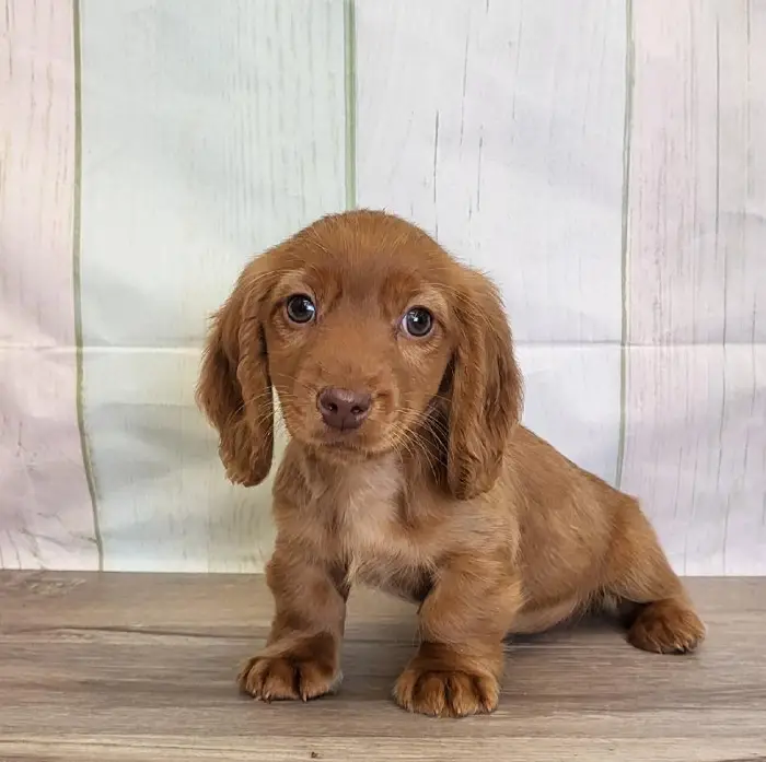 Female Miniature Dachshund Puppy for Sale in Schererville, IN