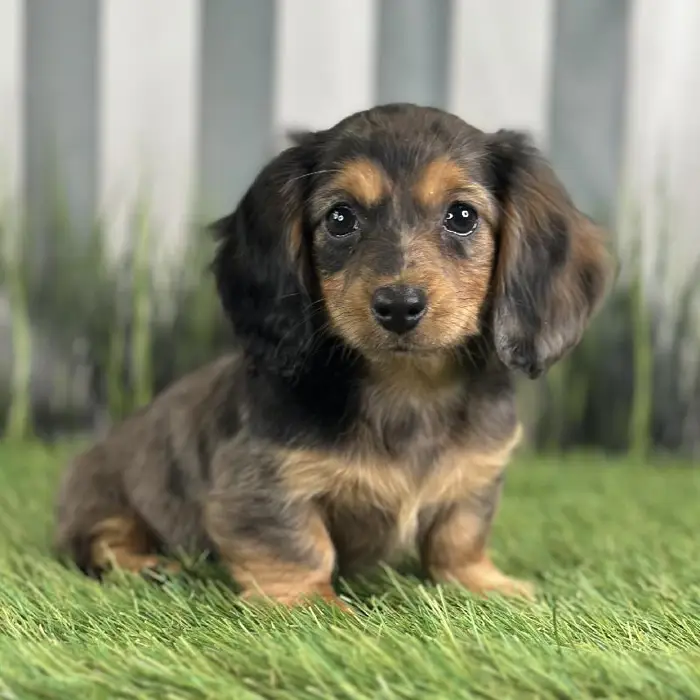 Female Miniature Dachshund Puppy for Sale in Schererville, IN