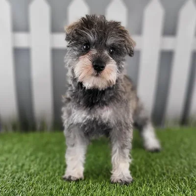 Female Miniature Schnauzer Puppy for Sale in Schererville, IN