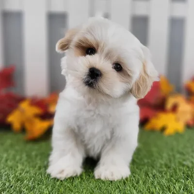 Male Shih-Chon Puppy for Sale in Schererville, IN
