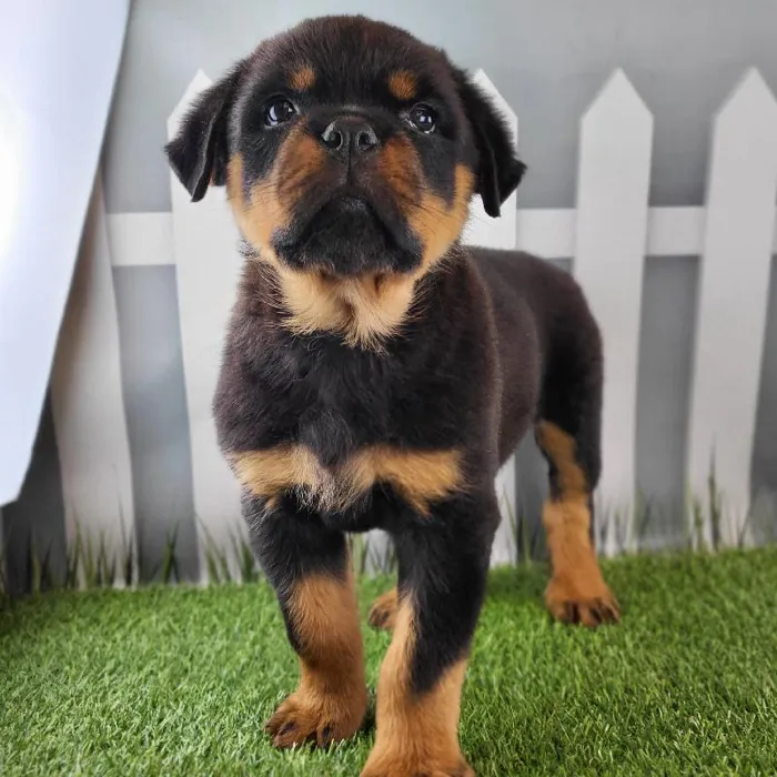 Male Rottweiler Puppy for Sale in Schererville, IN