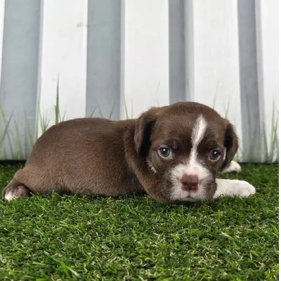 Male Boston Spaniel Puppy for Sale in Schererville, IN
