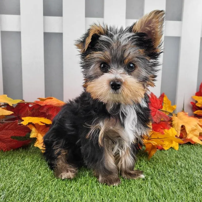 Male Yorkshire Terrier Puppy for Sale in Schererville, IN