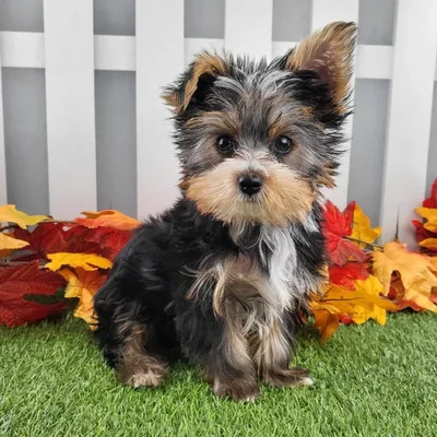 Male Yorkshire Terrier Puppy for Sale in Schererville, IN