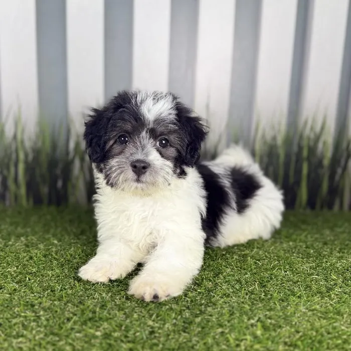 Female Havanese Puppy for Sale in Indianapolis, IN