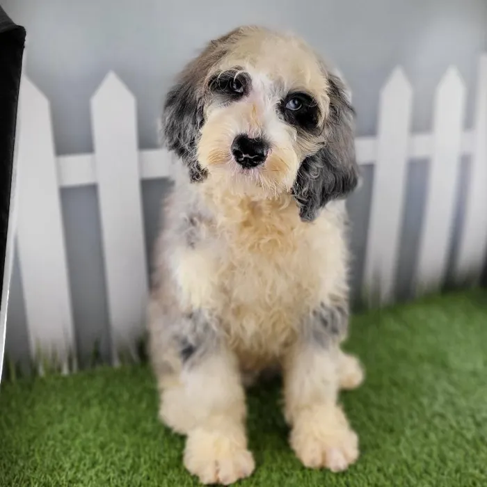 Male Sheepadoodle Puppy for Sale in Schererville, IN