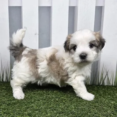 Male Coton De Tulear Puppy for Sale in Schererville, IN
