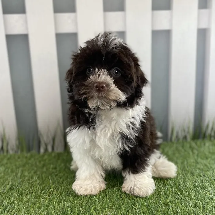 Female Havanese Puppy for Sale in Schererville, IN