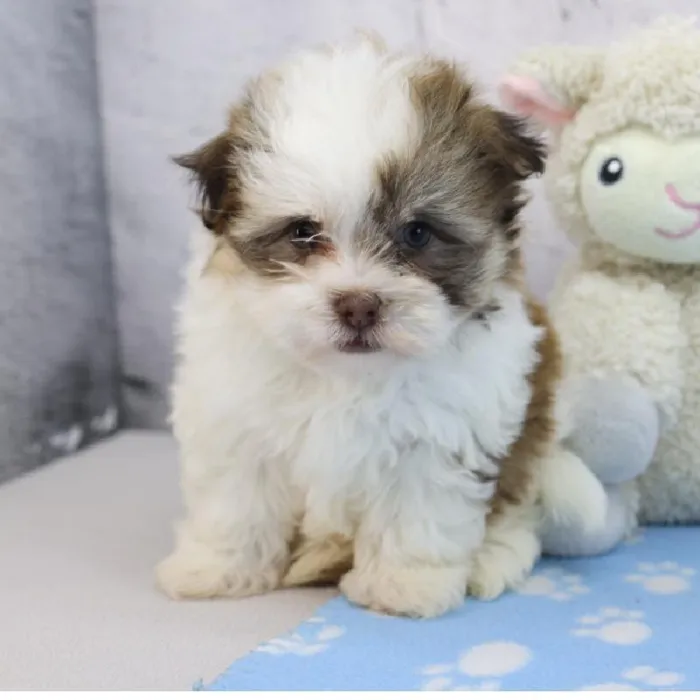 Female Havanese Puppy for Sale in Schererville, IN