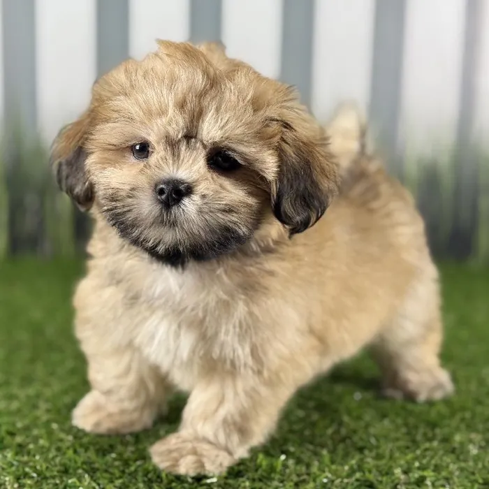 Female Lhasa Apso Puppy for Sale in Indianapolis, IN