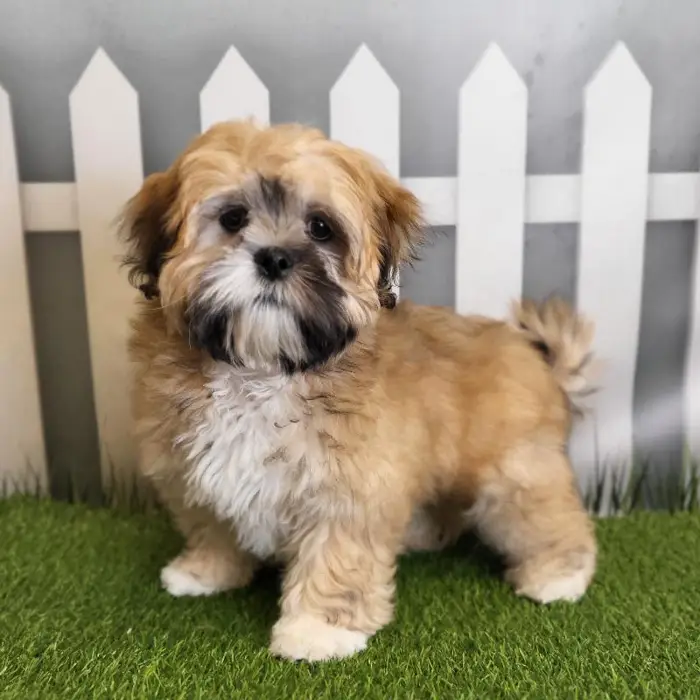 Male Lhasa Apso Puppy for Sale in Schererville, IN