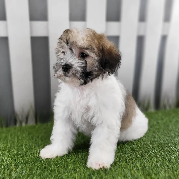 Female Coton De Tulear Puppy for Sale in Schererville, IN