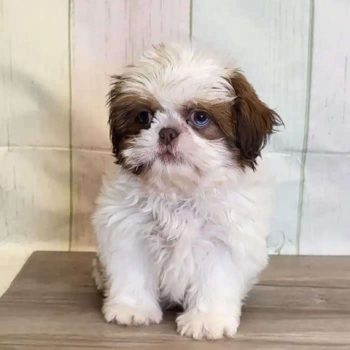 Male Shih Tzu Puppy for Sale in Schererville, IN
