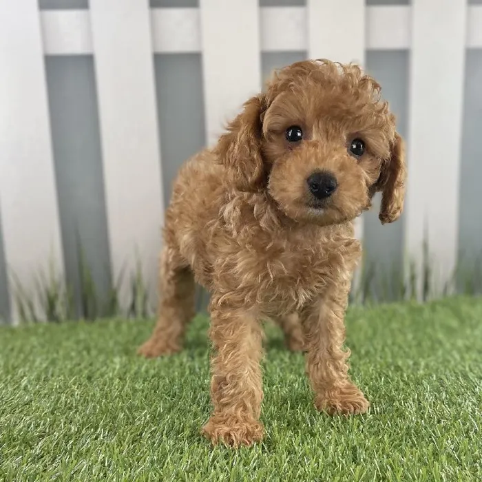Male Toy Poodle Puppy for Sale in Schererville, IN